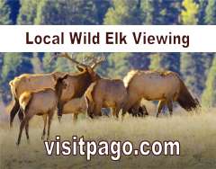 Local Elk Herd